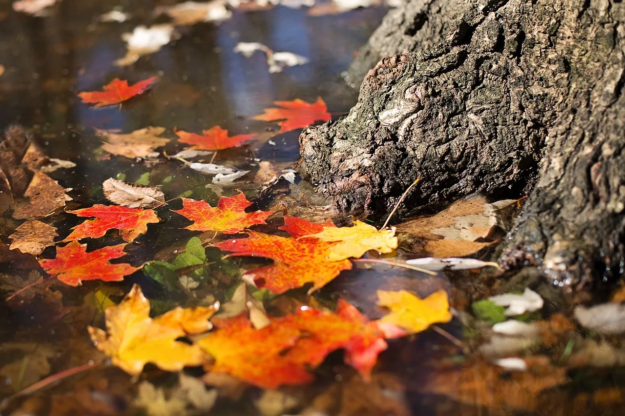 autumn-2900166_1280-jpg