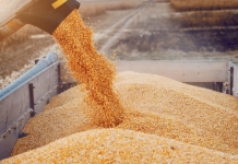 Măsuri pentru susținerea fermierilor din Moldova: Se prelungește regimul de licențiere a importurilor de cereale
